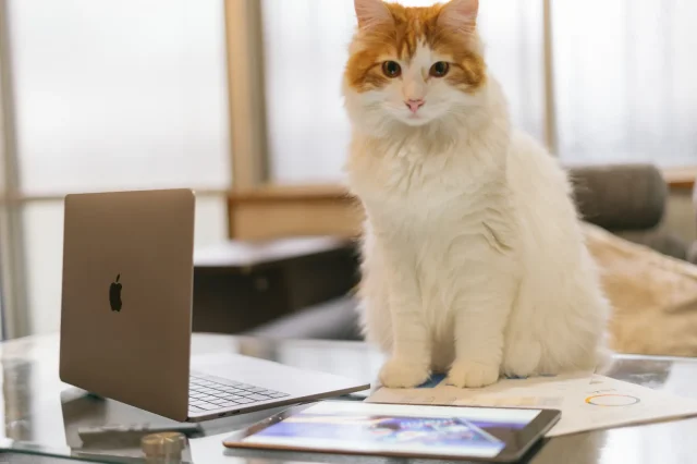 shopifyを見る猫