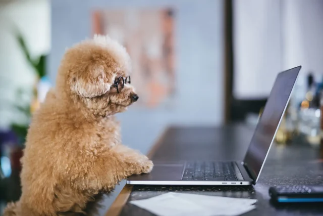 shopifyを見る犬