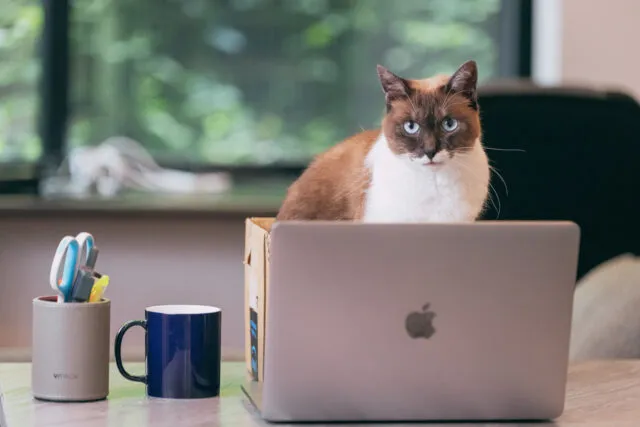 shopifyを調べる猫の写真