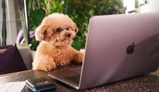 【プロが厳選】Shopify制作会社おすすめ8選｜失敗しない選び方とExpert認定企業の違いを徹底解説