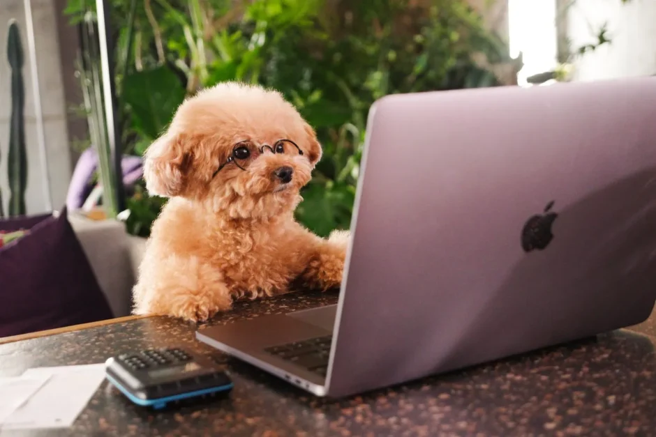 shopify　関連画像